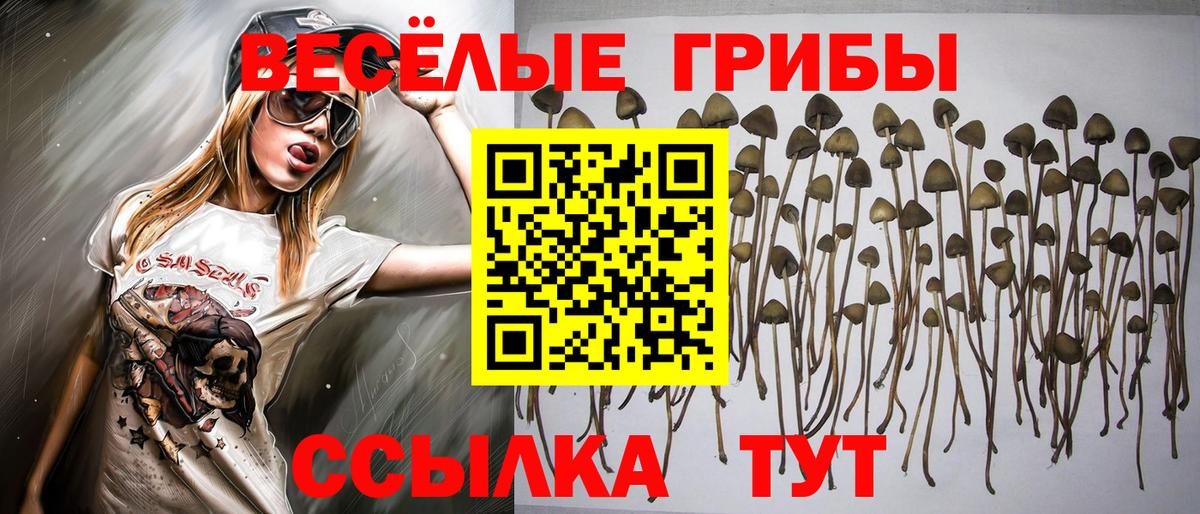 Сафоново  магазин продажи наркотиков  Вход с VPN  Галлюциногенные грибы мицелий 